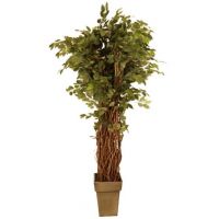 Pack Ficus Liana
