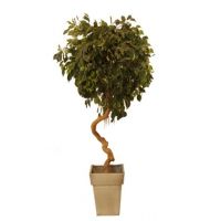 Pack Ficus torsadé 