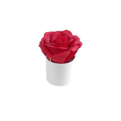 Rose rouge en pot