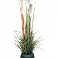 Pack herbe panaché blanc