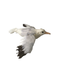 Mouette déco plume 